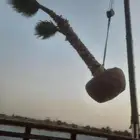 نخل واشنطن امريكي درجة اولى يتوفر لدينا كميات كبيرة