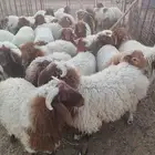 للبيع خرفان نعيم كلش خروف