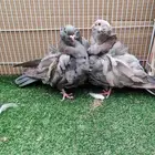 كشكي رديوي حبتين وذكر حامل شرط