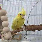 كروان زكر للبيع او بدل