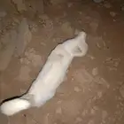 قط ابيض لقيته مفقود حي العوالي