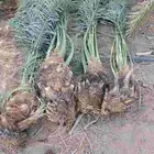 يوجد لديناء فصائل نخيل