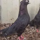 أراني أبو شهر