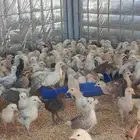 صوص بلدي للبيع