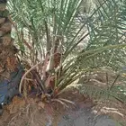 نخل اللقصيم اللبيع