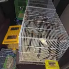 موصل طيور حيوانات اليفه أمانات