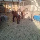 دواغير تيس وجفره هولندية