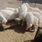 أعياد اضاحي تيوس وطليان