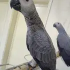 كاسكو للبيع العمر 6شهور