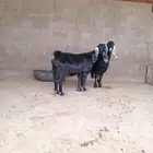 معزه عوارض صنف الصنف مضاريع شرط