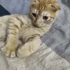 قطط للتبني مجانا سكوتش مهجن