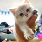 كينن اسكوتش