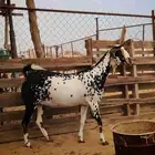 جفرة بيشية للبيع