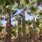 نخل واشنطني