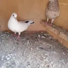 حمام قطيفي