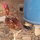 ديك باكستاني سندي