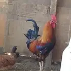 دجاج بلدي