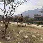 قعود للبيع عمره سنتين
