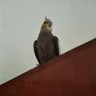 طائر كوكتيل مغرد للبيع