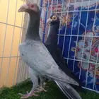 جوز كارير مستوا وعينك ميزانك ...