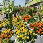 مشتل زراع طبيعي