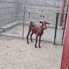 عناق للبيع