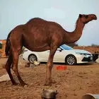 ناقه ساحليه للبيع