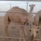 قعود للبيع في ضواحي حفرالباطن