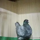 حمام فرش موندين