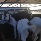 عدد 2 تيوس 3 جفير السن 4 إلى 6 شهور