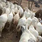 ضان رفيديات دفيع اسن طيب وجروم طيب العدد 350 اتبع 5