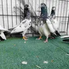 حمام باكستاني تيدي