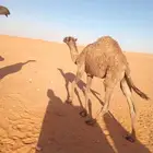 حشو