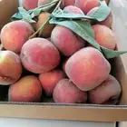 وصل مكه مشمش طايفي وخوخ طايفي مع توصيل مجاني للمنزل