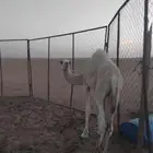 للبيع قعود أوضح