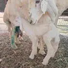 نعجه حريه مطفل
