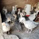 صوص دجاج رومي