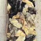 صوص براهما