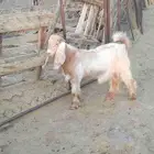 تيس جذع مخصي سمين قافل قريب الموقع ضبوعه