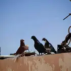 حمام للبيع او البدل المناسب
