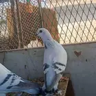 حمام زاجل ايس جامبو