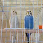 جوز بادجي