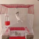 ذكر كناري جاهز تغريد نااار