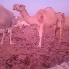 ثنو شقحا ظروبه نظيفه مشروطه من كل شي وطبع كفو