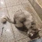 قطه للتبني.بينبع البحر البلد عند مطعم طازه بجوار بنك الراجحي