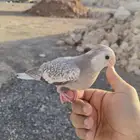 ((تم البيييع))كروان اليف جدا وهدد داخلي وخارجيTOP