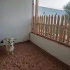 تيس قزمي فحل