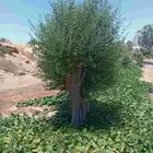 اشجار زيتون للبيع
