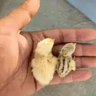 بيض سمان تكساس العملاق
