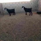 معزه عوارض صنف مقرعات